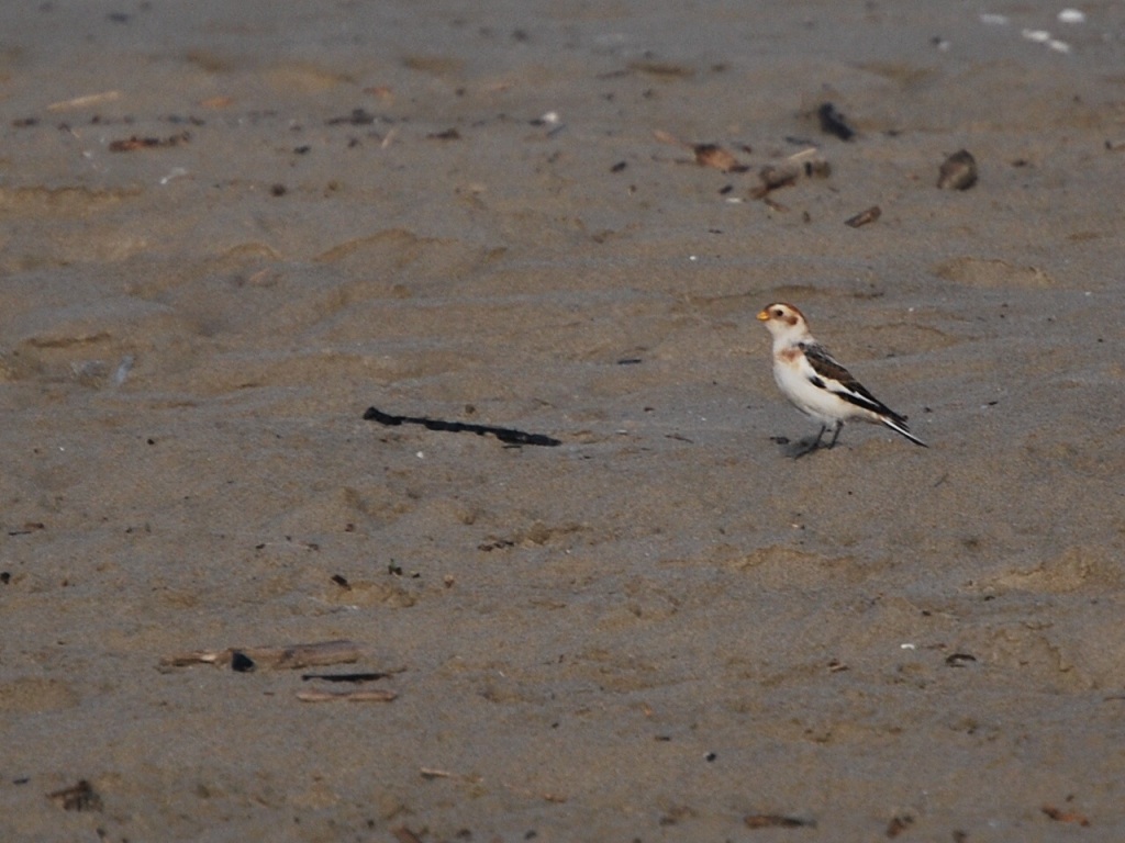 Sorpresa in spiaggia